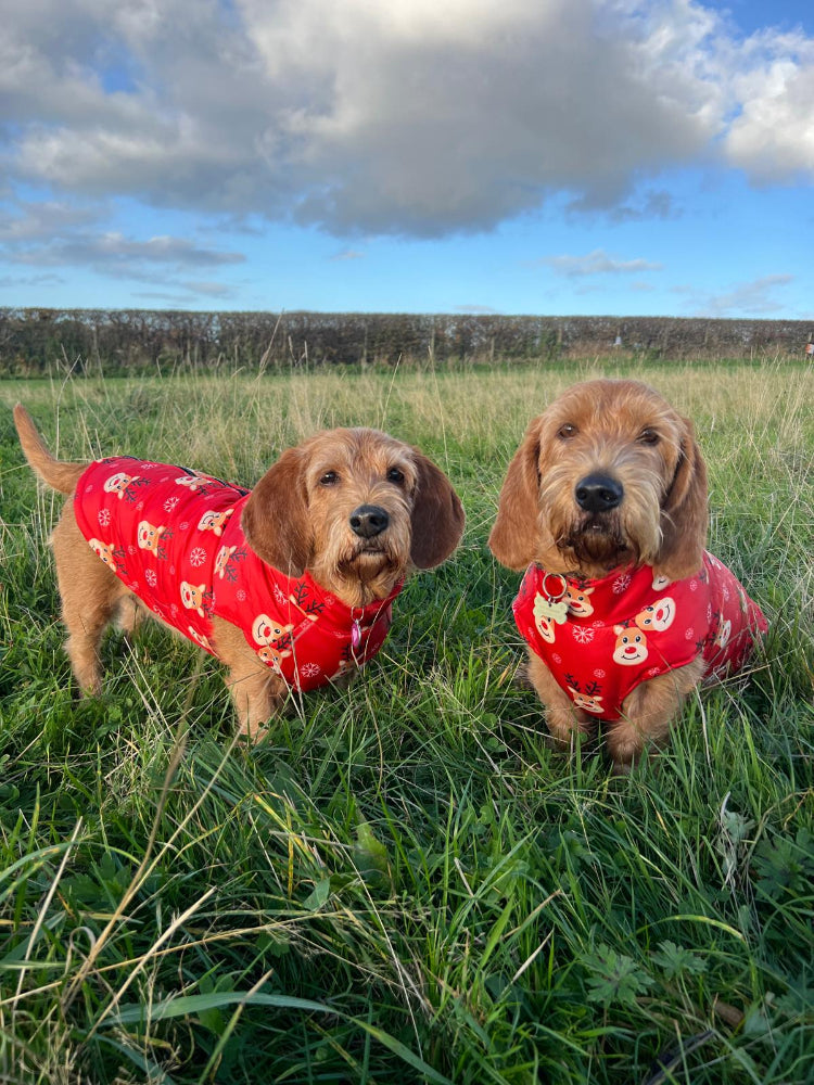 Christmas Print Dog Jacket
